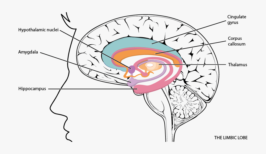 Psychology Clipart Hippocampus Brain - Labeled Limbic ...