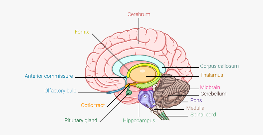 Right Hemisphere Brain Labeled, Transparent Clipart