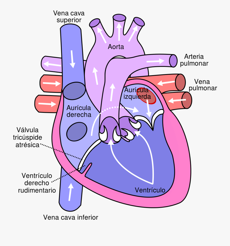 Diagram Of The Heart, Transparent Clipart