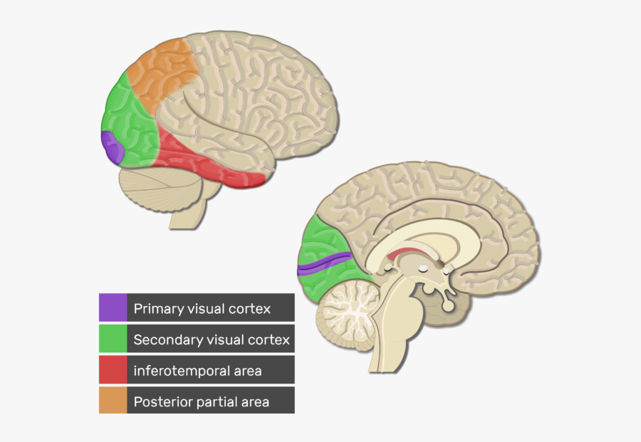 Visual Cortex Areas Test - Brain Visual Cortex, Transparent Clipart