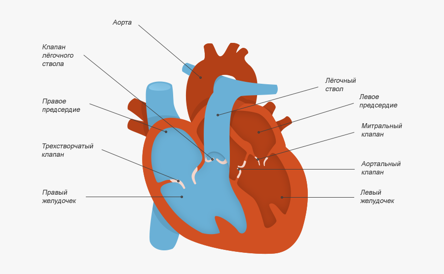 Обозначьте рисунок строение сердца. Строение клапанов сердца. Строение сердца с клапанами схема.