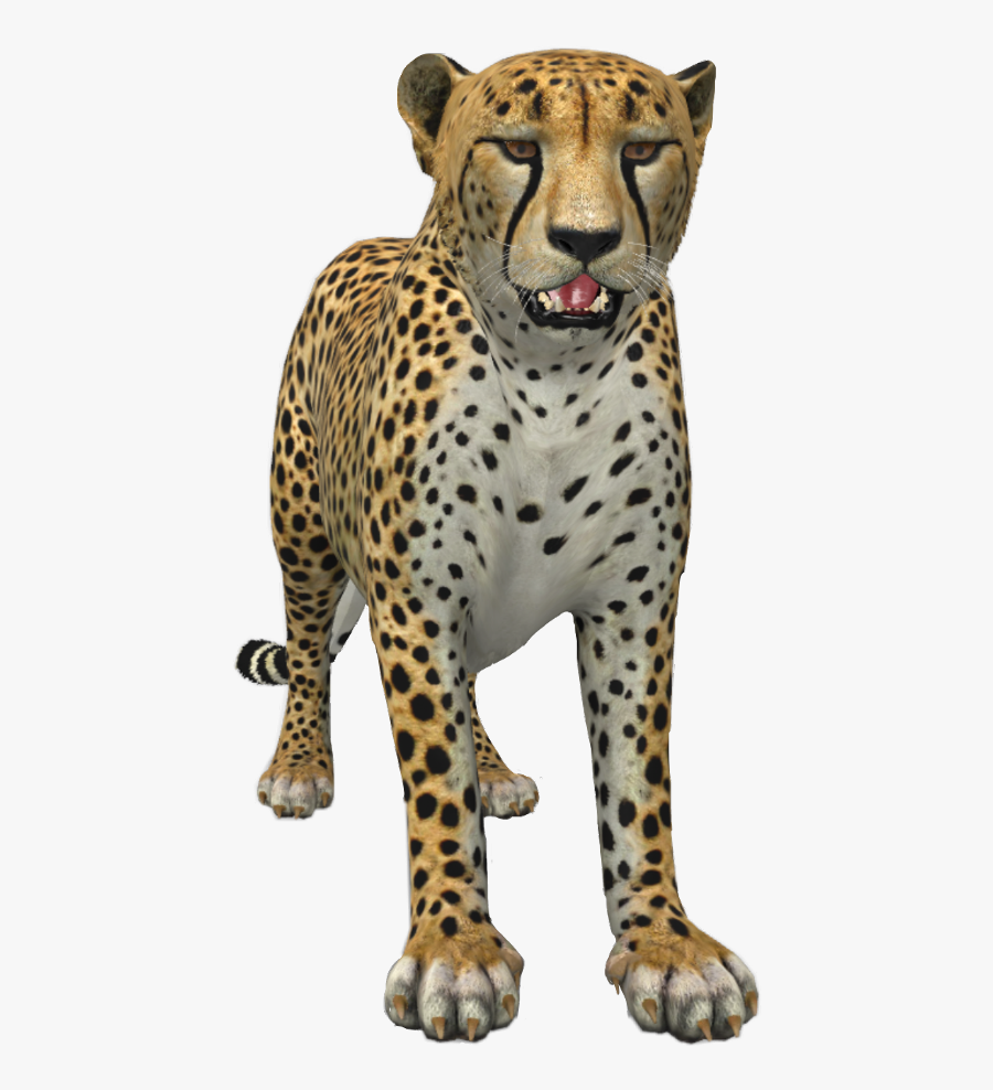 Cheetah, Transparent Clipart