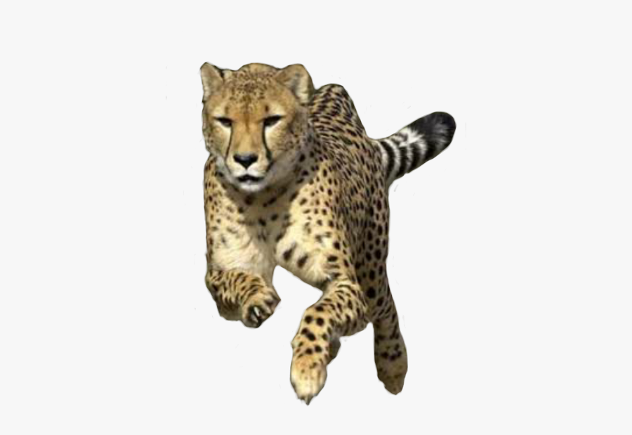Cheetah Run, Transparent Clipart