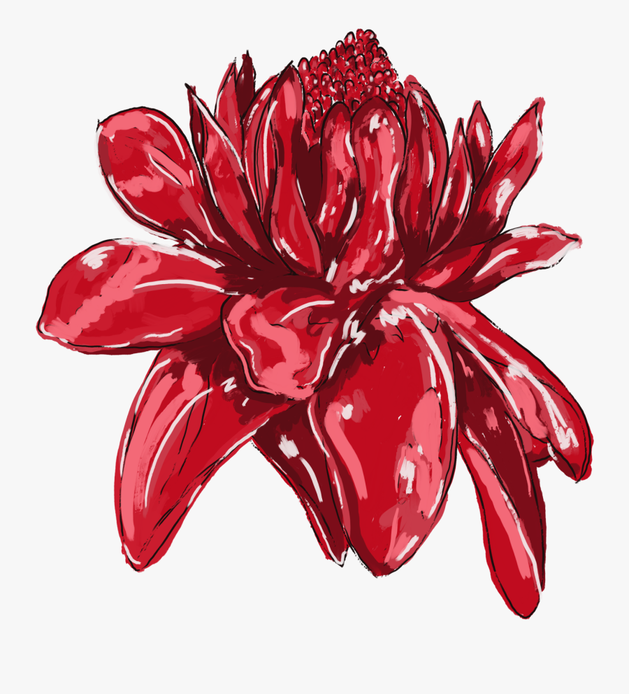 Flor De Jamaica Dibujo, Transparent Clipart