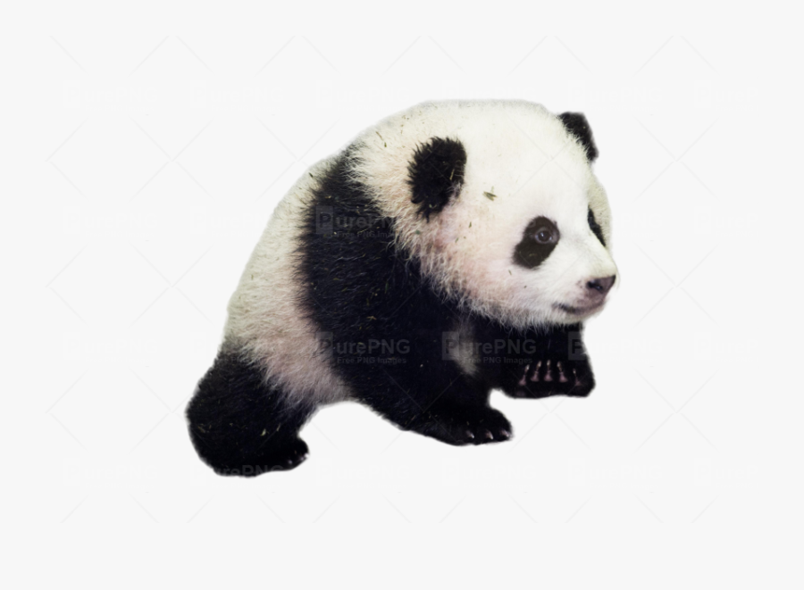 Giant Panda Png - Baby Panda Good Morning Panda, Transparent Clipart