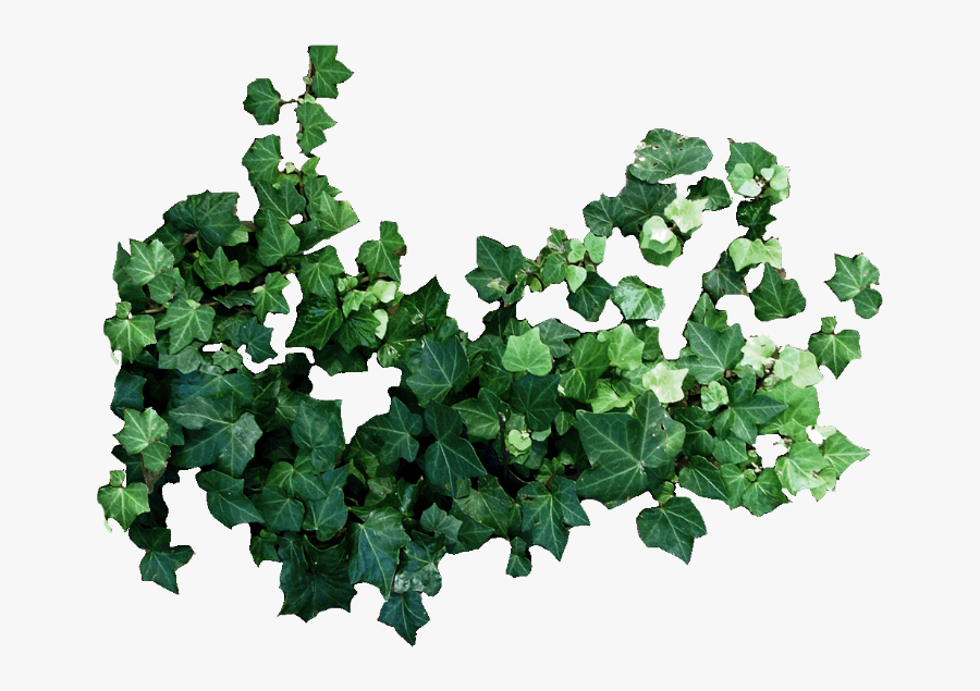 #other #sticker #xmilkirill #kirill Molochko #png #plants - Illustration, Transparent Clipart