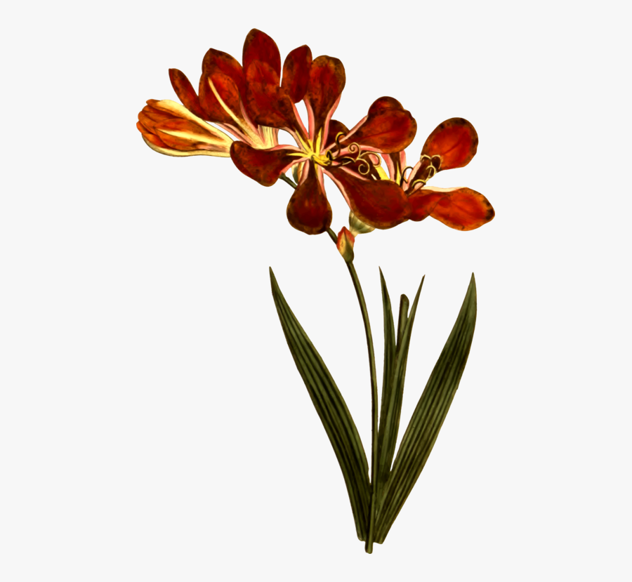 Botanic Png, Transparent Clipart
