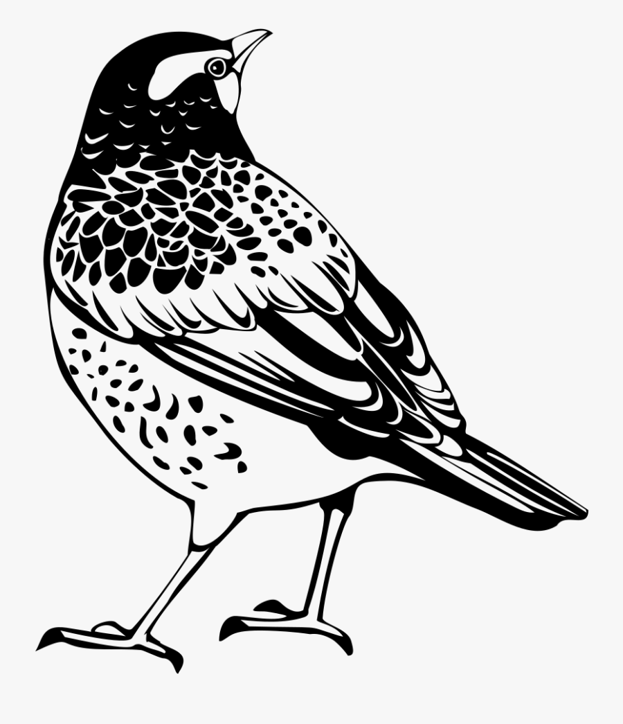 Thrush Silhouette - Zorzal Dibujo Png, Transparent Clipart