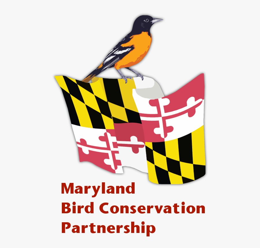 Mbcp Logo Words - Maryland State Flag, Transparent Clipart
