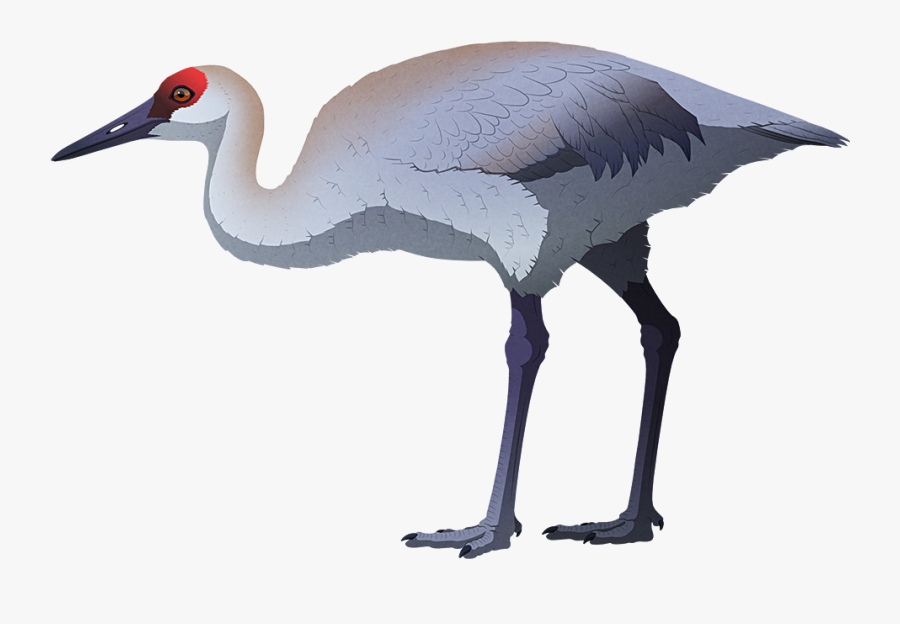 Island Weirdness - Sandhill Crane, Transparent Clipart
