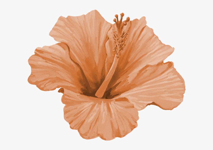 Proof Cocktail Co - Vase, Transparent Clipart