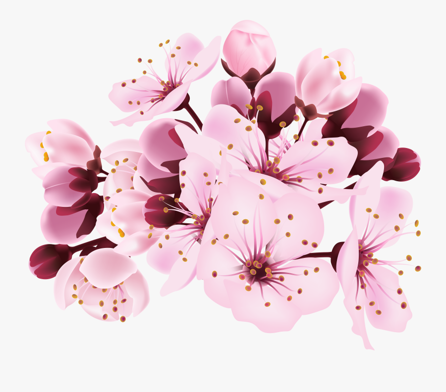 Cherry Blossoms Transparent Background, Transparent Clipart