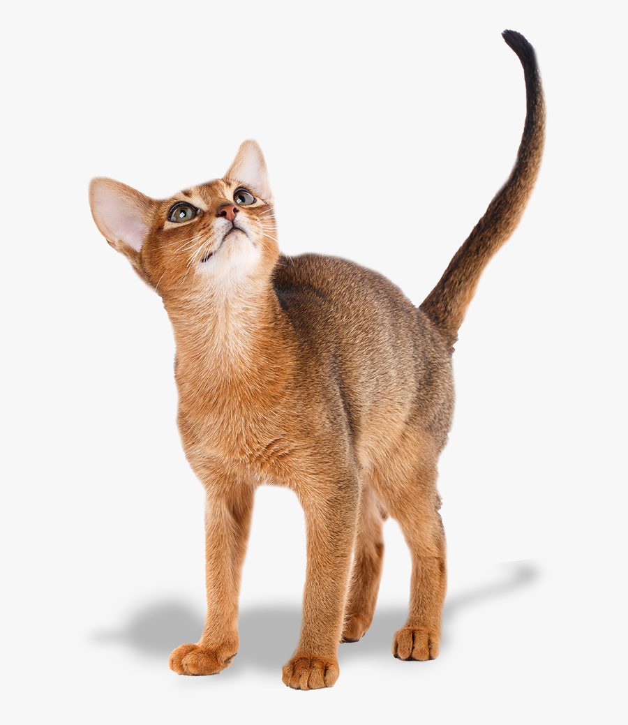 Abyssyn Cat Picture - Cat, Transparent Clipart