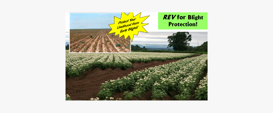 Dakota Rev Pro Glacial - Field, Transparent Clipart