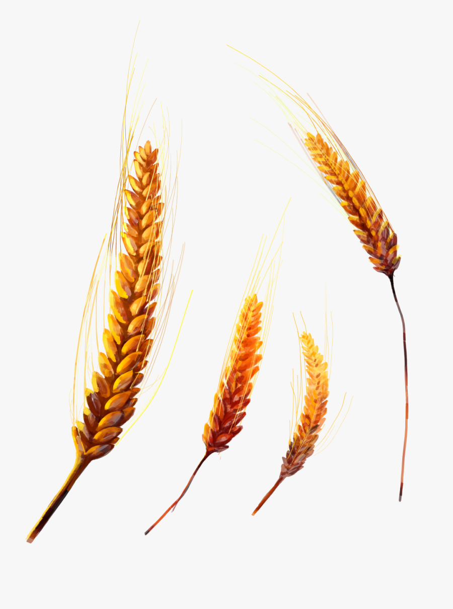 Wheat Png Image - Transparent Png Image Wheat Plant Png, Transparent Clipart