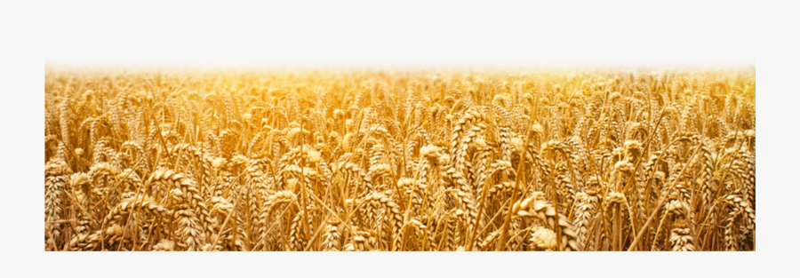 Wheat Field Png
available For Anything And Anyone To - Wheat, Transparent Clipart