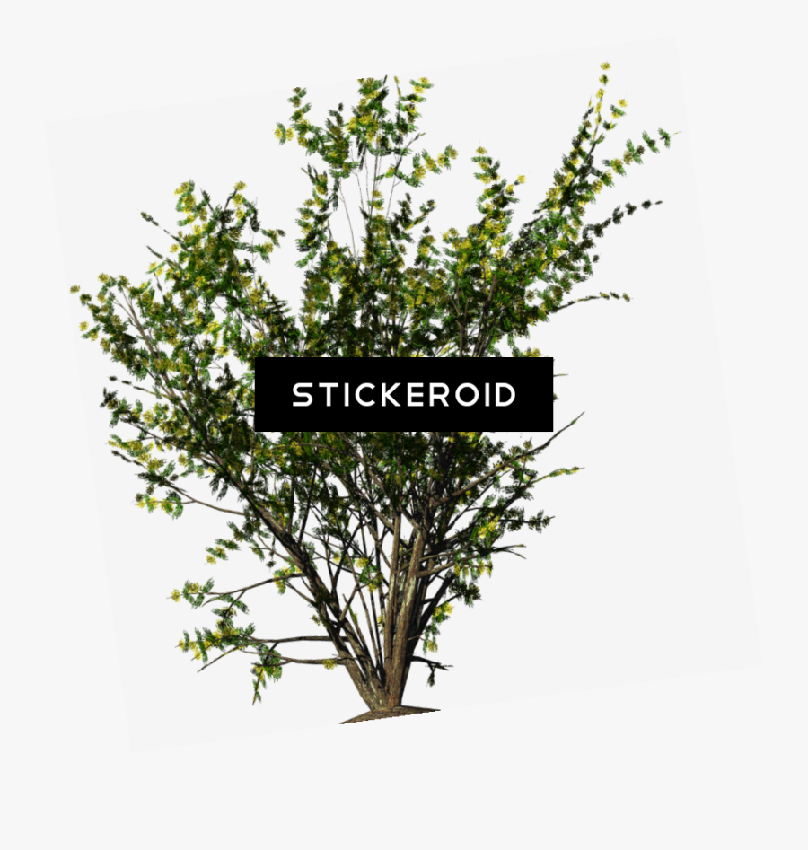 Bushes Png, Transparent Clipart