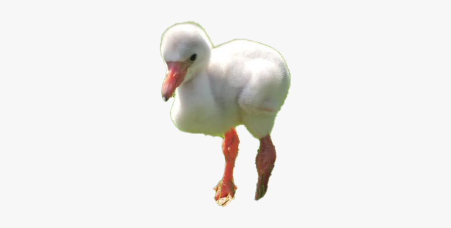 Baby Flamingo Png Clipart - Water Bird, Transparent Clipart