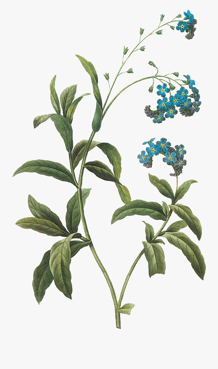 0 84f37 C074c808 Orig - Forget Me Not Art Print, Transparent Clipart
