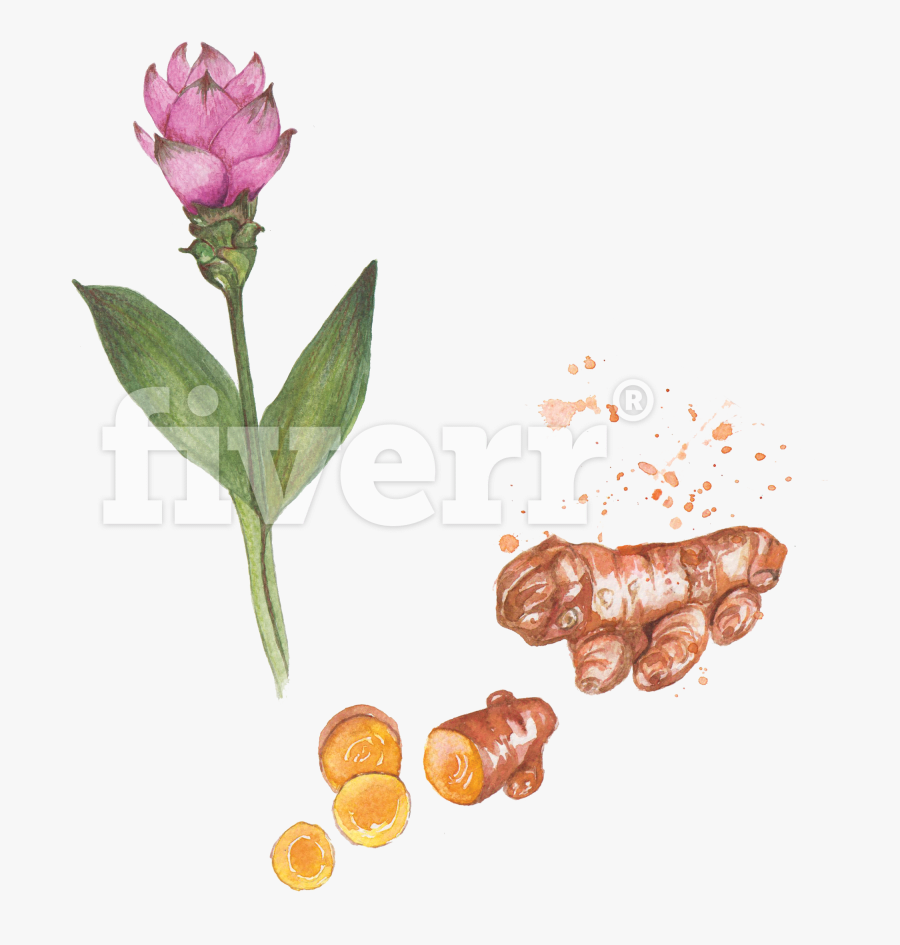 Transparent Nasturtium Clipart - Southern Magnolia, Transparent Clipart
