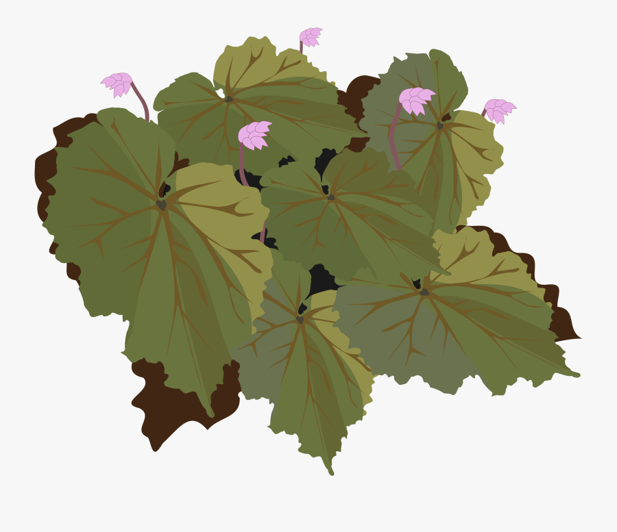 Clipart - Begonia, Transparent Clipart