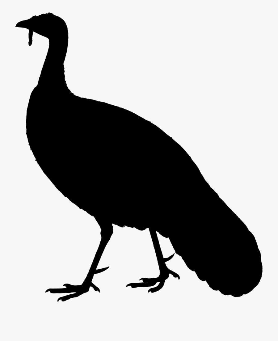 Flightless Bird, Transparent Clipart