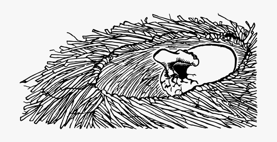 Final - Foxtopus - 01 - Wild Thing Podcast, Transparent Clipart