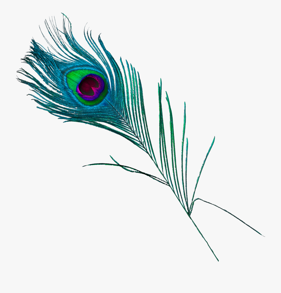 Beautiful Peacock Feathers Png Download - Plumas De Pavo Real Png, Transparent Clipart