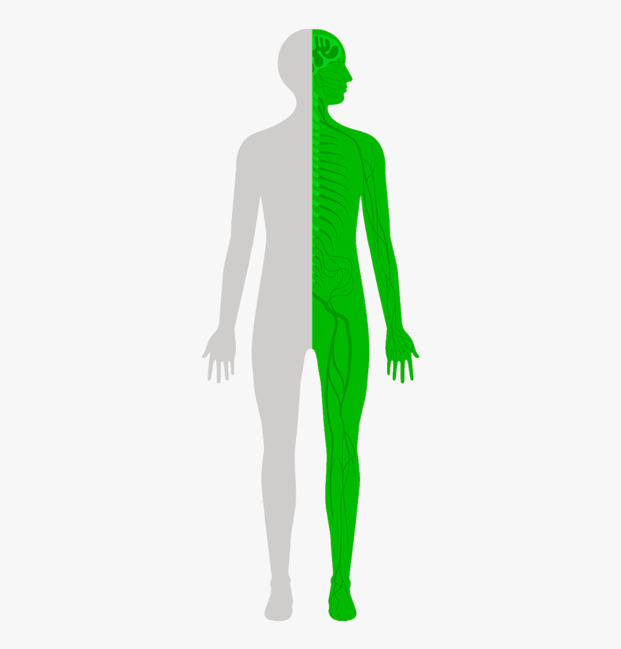 Illustration, Transparent Clipart