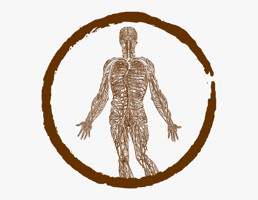 Transparent Nervous System Clipart - Andreas Vesalius De Humani Corporis Fabrica Libri Septem, Transparent Clipart