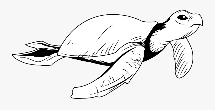 Animals » Reptiles » Sea Turtle - Illustration, Transparent Clipart