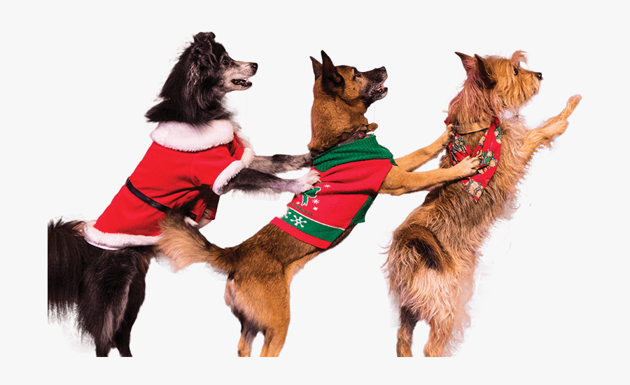 Companion Dog, Transparent Clipart