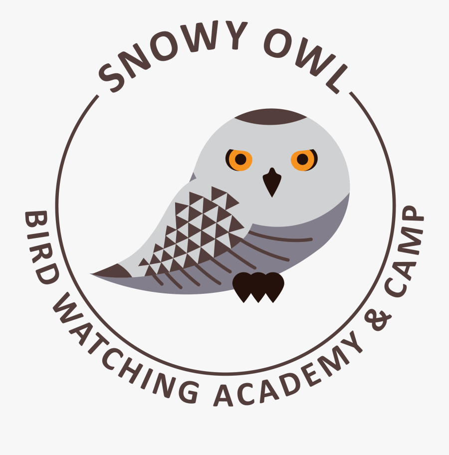 Owl, Transparent Clipart