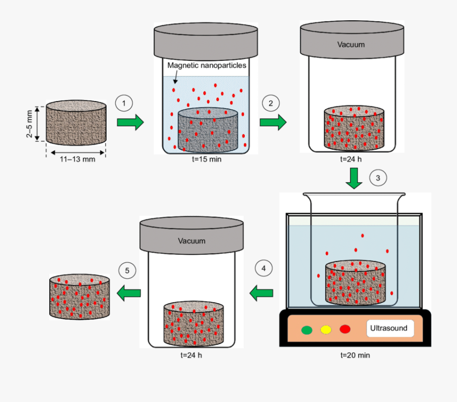 Schematic Presentation Of Scaffolds Magnetization Process - Scaffold Immersed In Media Clipart, Transparent Clipart