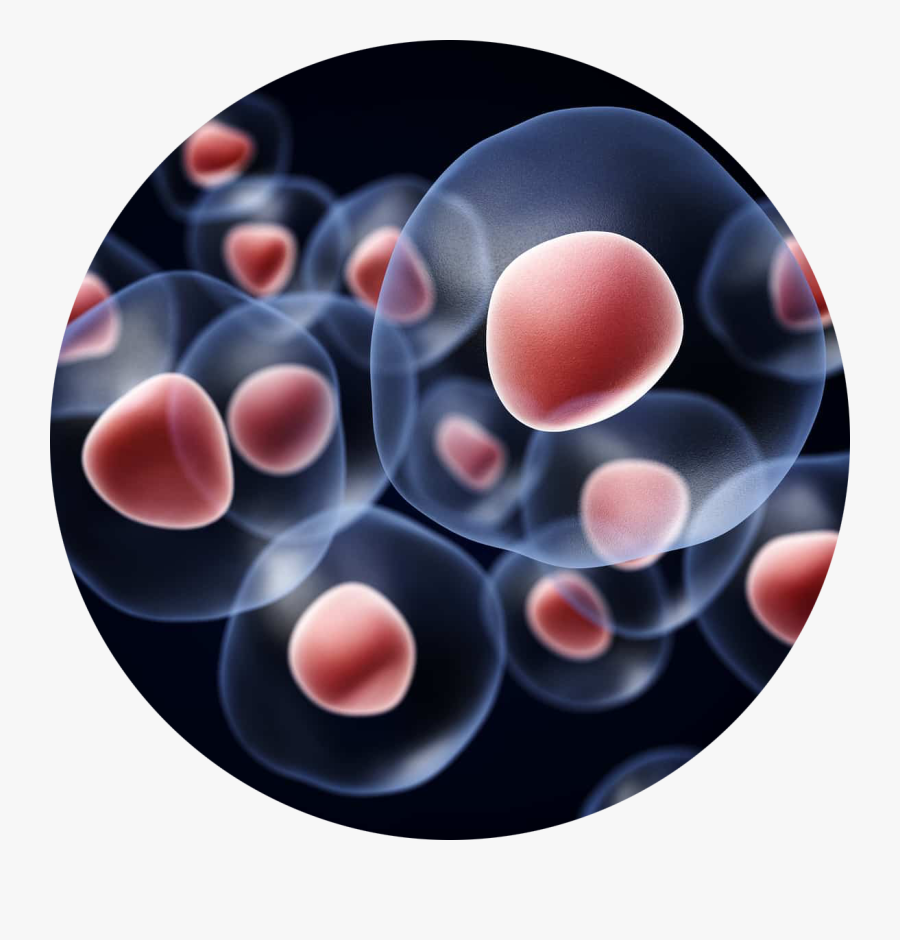 Maticne Celije, Transparent Clipart