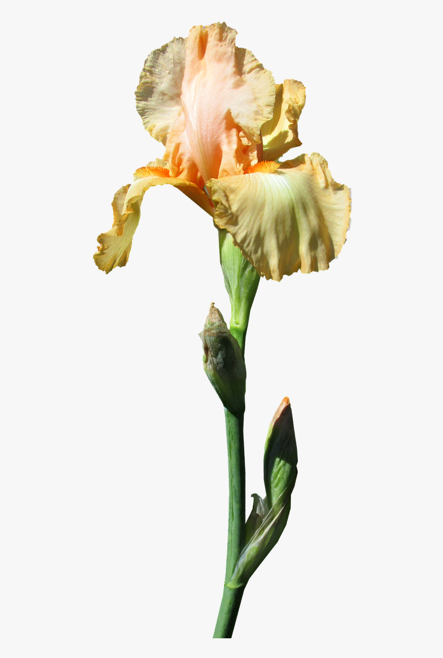 Iris Yellow Stem Free Photo - Yellow Iris, Transparent Clipart