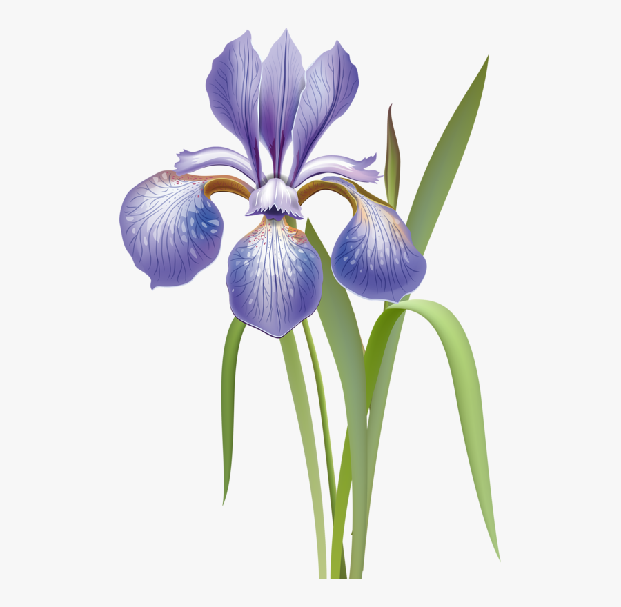 Transparent Iris Flower Clipart - Iris Versicolor Drawing, Transparent Clipart