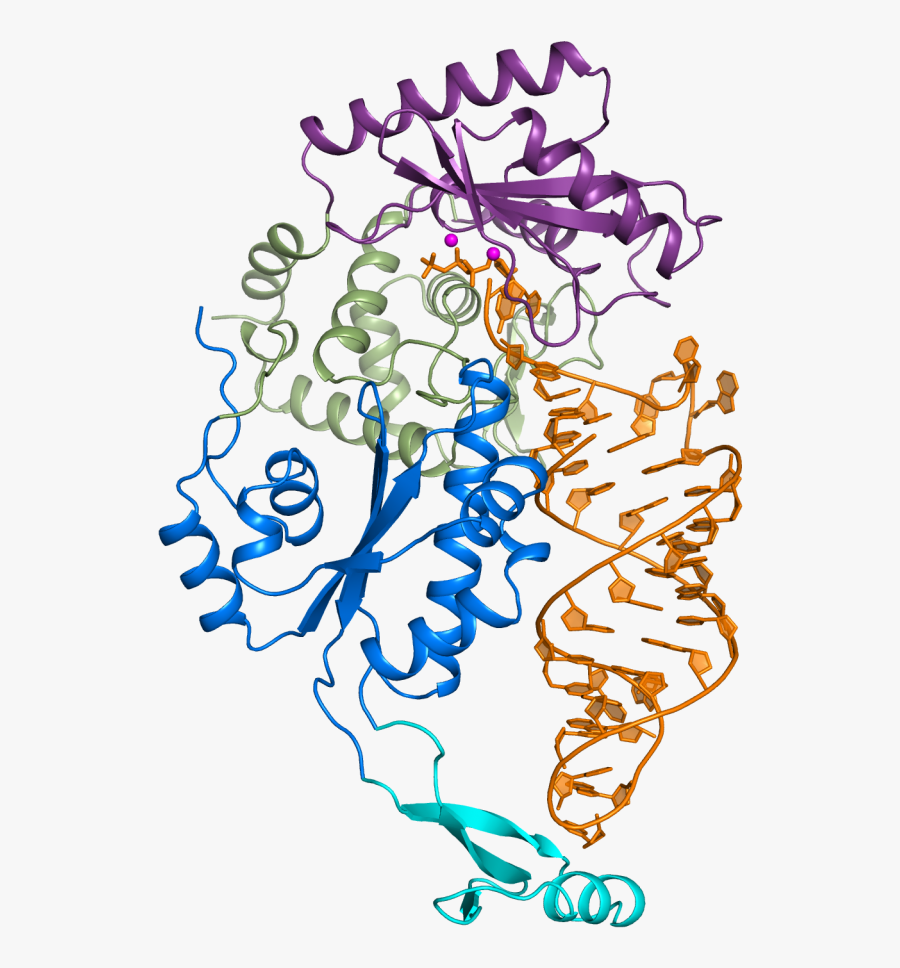 In A Role Reversal, Rnas Proofread Themselves, Transparent Clipart