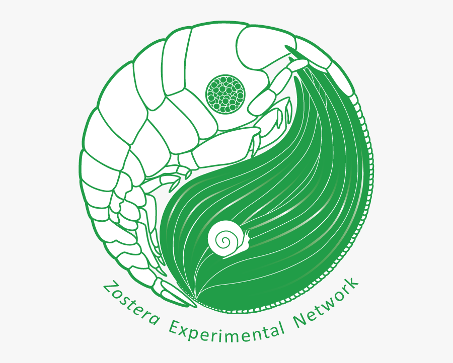 Zostera Experimental Network, Transparent Clipart