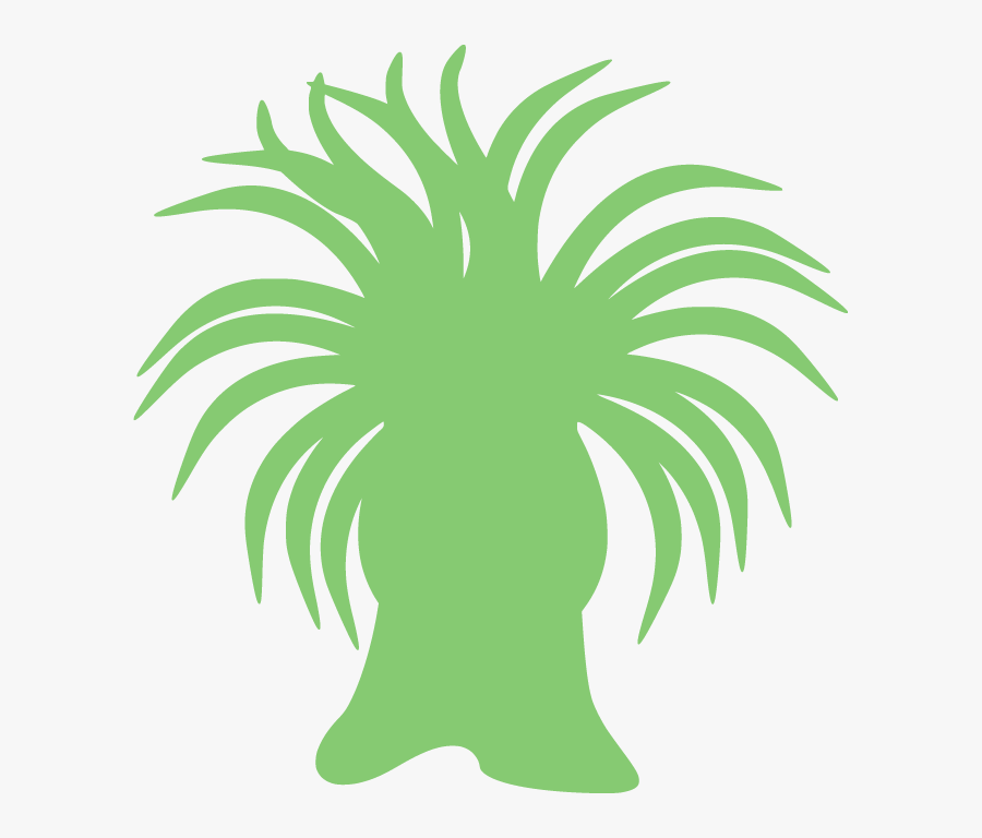 Anemone Icon, Transparent Clipart