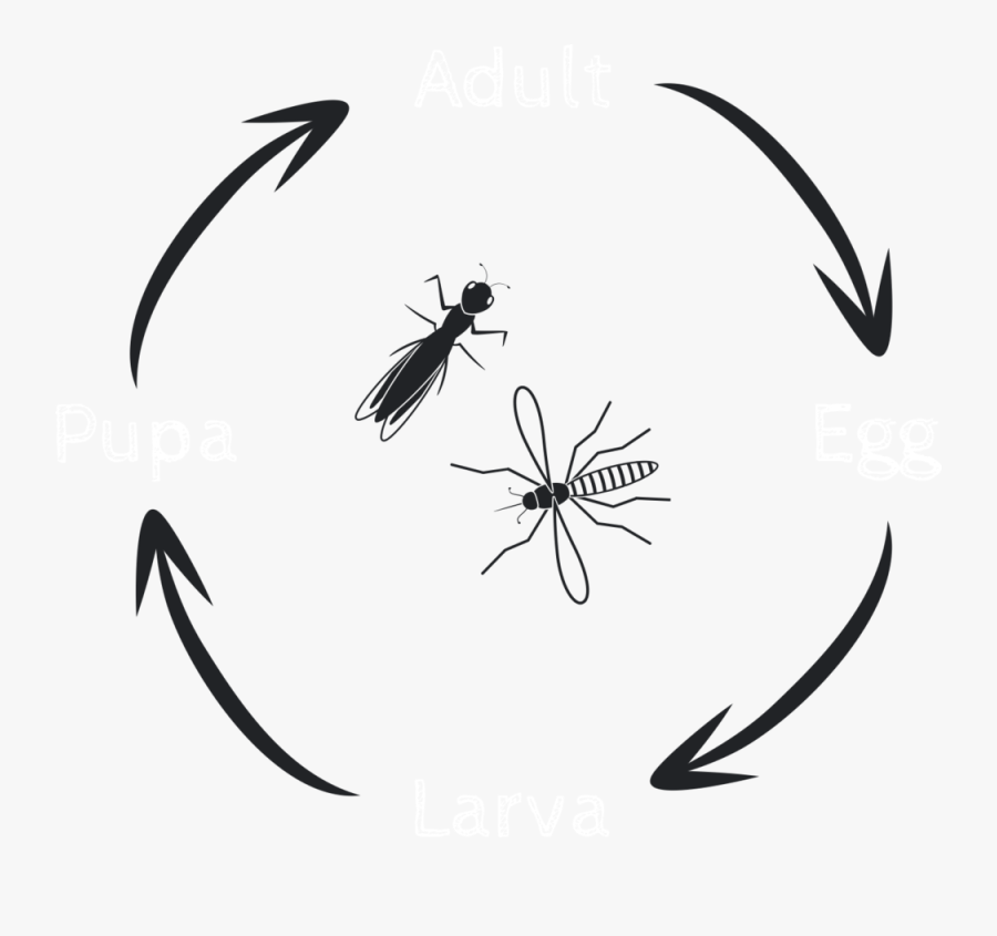 Lifecycle 1, Transparent Clipart