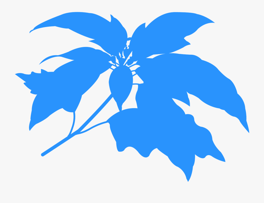 Euphorbia Pulcherrima Old Illustration, Transparent Clipart