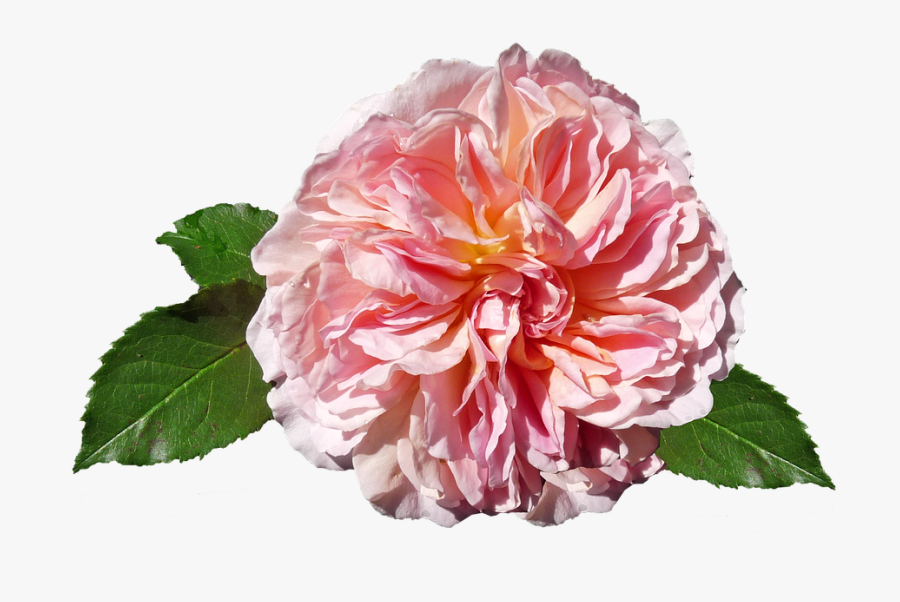 David Austin Rose Free, Transparent Clipart