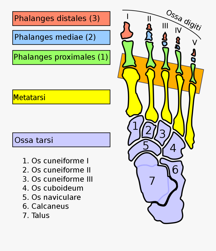 Articulatio Pedis , Free Transparent Clipart ClipartKey