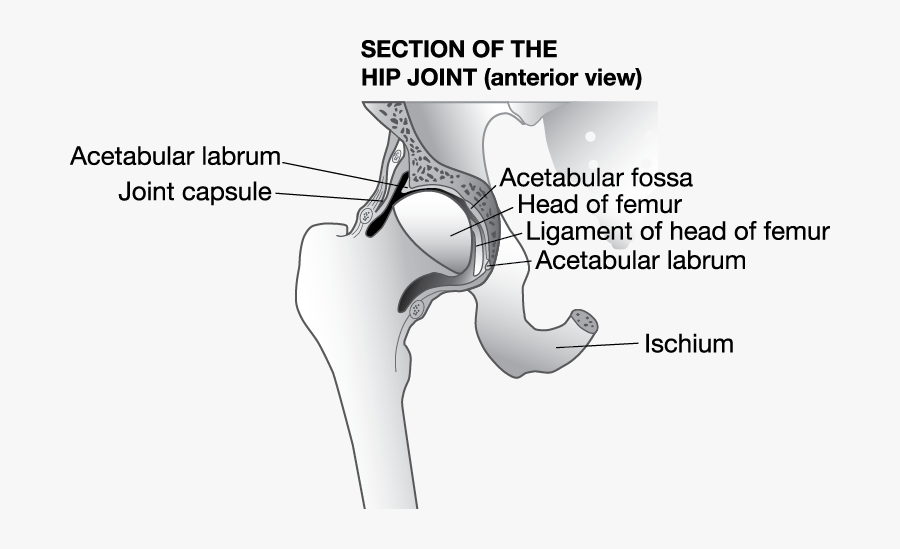 Jbt Hipjoint Web - Hip Joint Capsule Bursa, Transparent Clipart