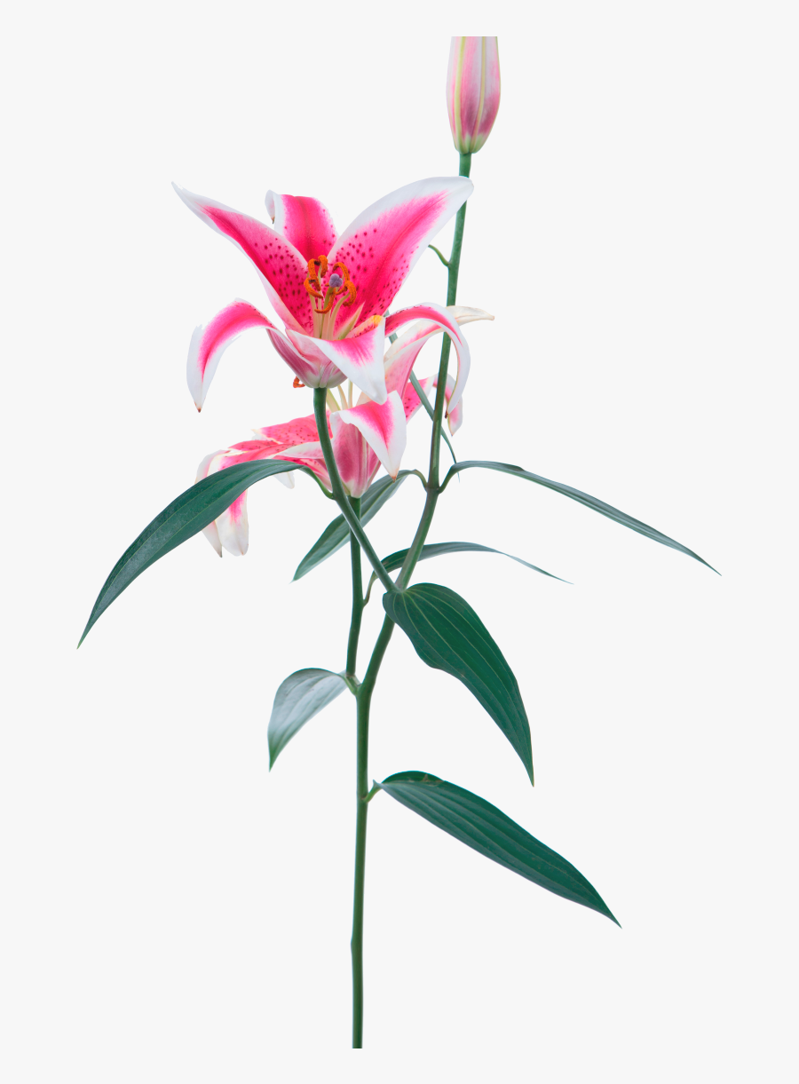 Opens Beautifully Stargazer Lily - Stargazer Lily, Transparent Clipart