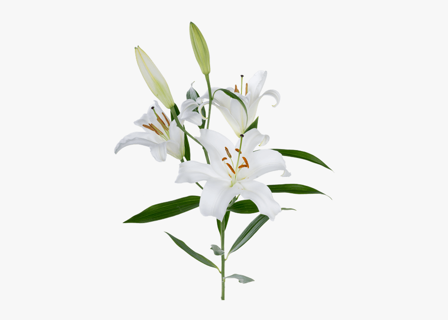 Lily Flower, Transparent Clipart