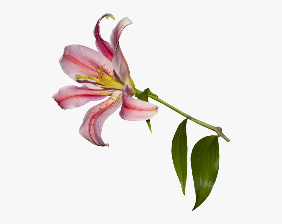 Transparent Daylily Clipart - Stargazer Lily, Transparent Clipart