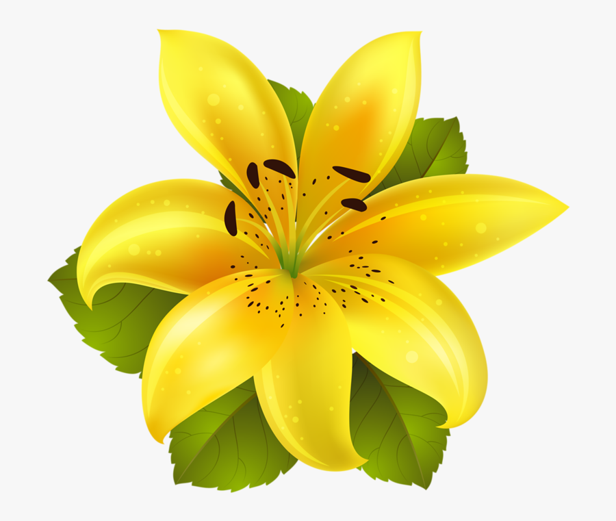 Yellow Lily Flower Clipart, Transparent Clipart