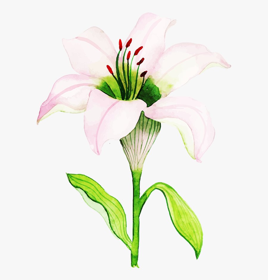 Lily, Transparent Clipart